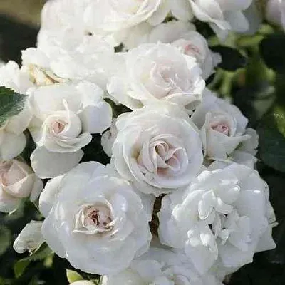 Саженцы роз АСПИРИН флорибунда  Саженцы роз АСПИРИН флорибунда в Москве