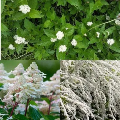 Комплект СКАНДИНАВСКИЙ СТИЛЬ — описание сорта Комплект СКАНДИНАВСКИЙ СТИЛЬ в Москве