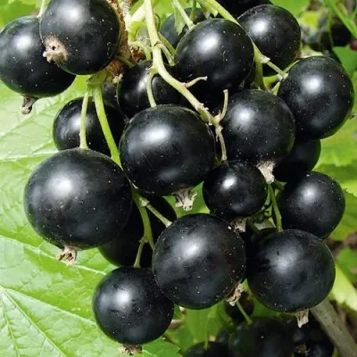 Смородина черная АРАПКА — описание сорта Смородина черная АРАПКА в Москве