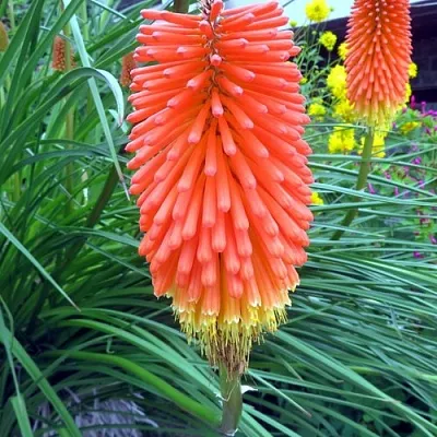 Книфофия БЕНГАЛ ФАЕР гибридная в Москве