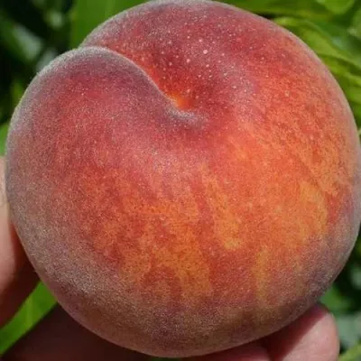 Персик КАНАДИАН ХАРМОНИ — описание сорта Персик КАНАДИАН ХАРМОНИ в Москве