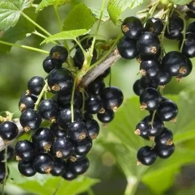 Смородина чёрная ВОЛШЕБНИЦА — описание сорта Смородина чёрная ВОЛШЕБНИЦА в Москве