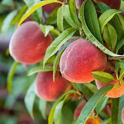 Персик РЭД ХЕВЕН  Персик РЭД ХЕВЕН в Москве