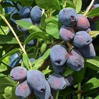 Жимолость съедобная БЛУ ТРЕЖЭ (ГОЛУБОЕ СОКРОВИЩЕ) в Москве