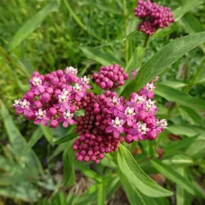 Ваточник МЯСО-КРАСНЫЙ — описание сорта Ваточник МЯСО-КРАСНЫЙ в Москве