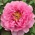 Пион РОЗОВЫЙ ЛОТОС древовидный в Москве