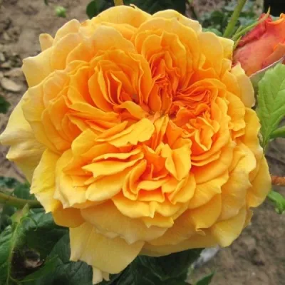 Саженцы роз ЛЕА ТУТУ шраб — описание сорта Саженцы роз ЛЕА ТУТУ шраб в Москве