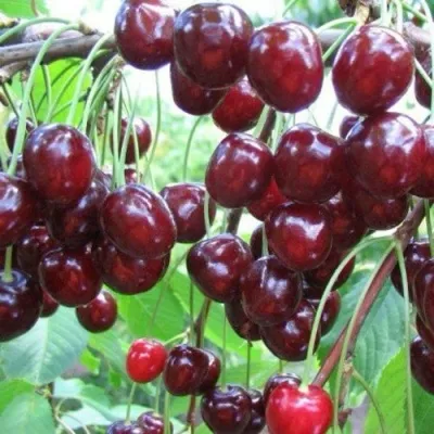 Черешня ОВСТУЖЕНКА в Москве