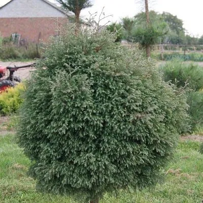 Туя вересковидная  Туя вересковидная в Москве