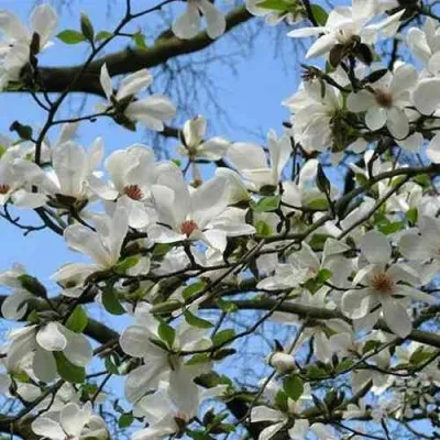 Магнолия АЛЬБА СУПЕРБА — описание сорта Магнолия АЛЬБА СУПЕРБА в Москве