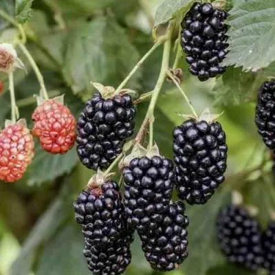 Ежевика НАВАХО бесшипная — описание сорта Ежевика НАВАХО бесшипная в Москве