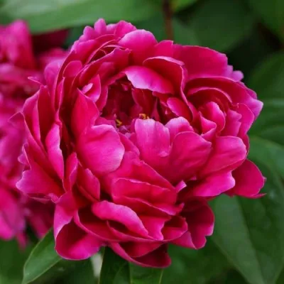 Пион ЛУИ ВАН-ГУТТ травянистый в Москве