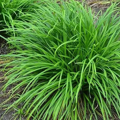 Осока АЙРИШ ГРИН в Москве