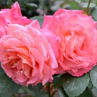 Саженцы роз ИНСТИТУТ ЛЮМЬЕР шраб в Москве