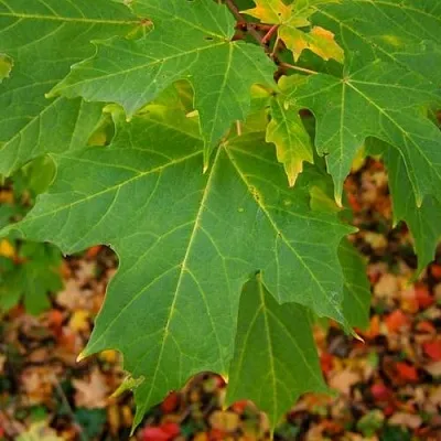 Клен сахарный  Клен сахарный в Москве