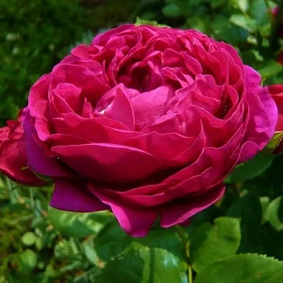 Саженцы роз АСКОТ чайно-гибридная в Москве