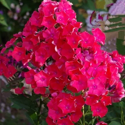 Флокс ДЖУЛИГЛУТ метельчатый — описание сорта Флокс ДЖУЛИГЛУТ метельчатый в Москве