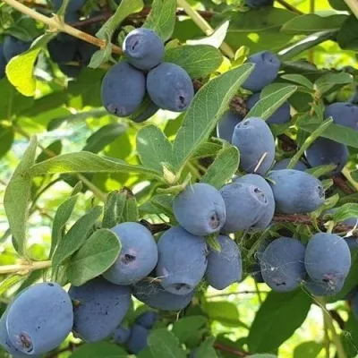 Жимолость съедобная КЛУБНИЧНАЯ СЕНСАЦИЯ в Москве