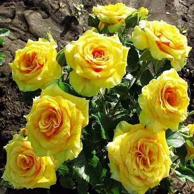 Саженцы роз САН СИТИ спрей в Москве