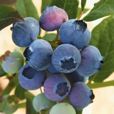 Голубика ОСОРНО — описание сорта Голубика ОСОРНО в Москве