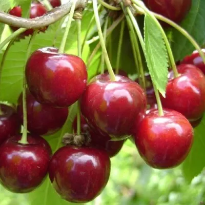 Черешня СИНЯВСКАЯ в Москве