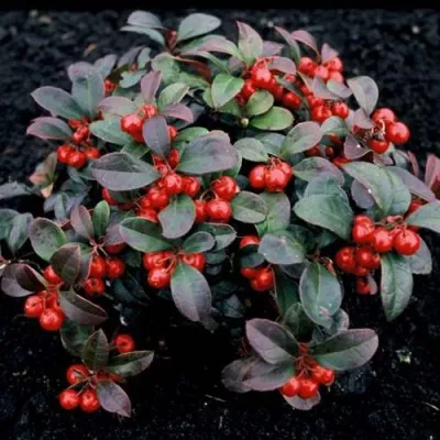 Гаультерия вечнозеленая — описание сорта Гаультерия вечнозеленая в Москве