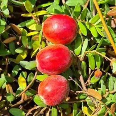 Клюква БАИН 6 — описание сорта Клюква БАИН 6 в Москве