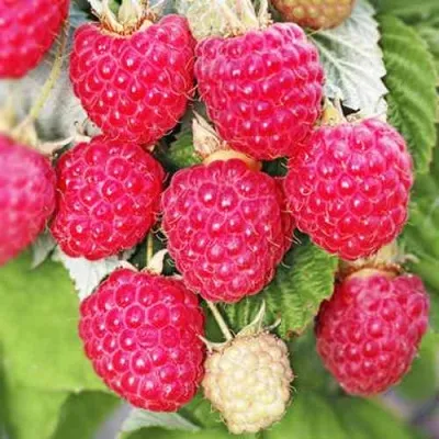 Малина ОКТАВИЯ в Москве