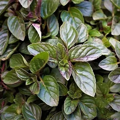 саженцы мяты саженцы мяты