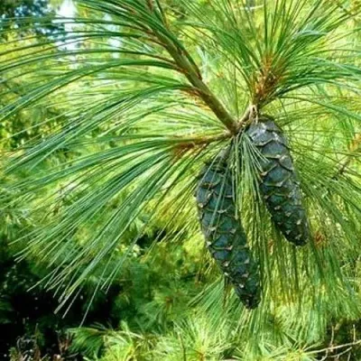 Сосна гриффита в Москве