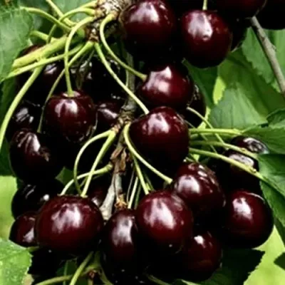 Черешня ДОНЕЦКИЙ УГОЛЁК в Москве