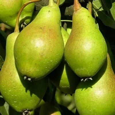 Груша АННУШКА  Груша АННУШКА в Москве