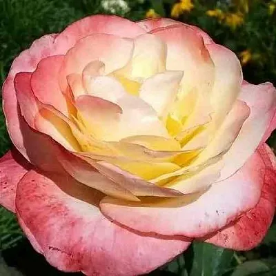 Саженцы роз БЕЛЛА ПЕРЛА чайно-гибридная в Москве