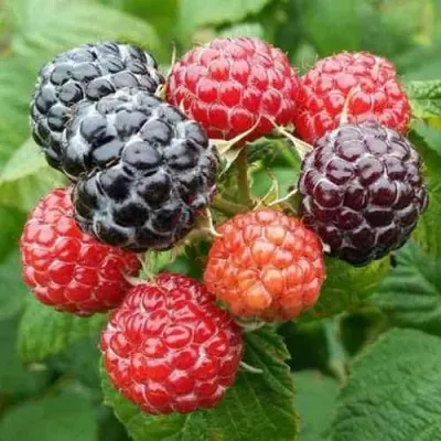 Малина БРИСТОЛЬ — описание сорта Малина БРИСТОЛЬ в Москве