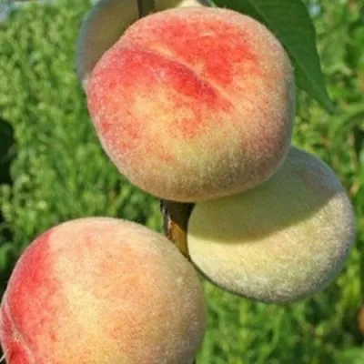 Персик ДОНЕЦКИЙ БЕЛЫЙ — описание сорта Персик ДОНЕЦКИЙ БЕЛЫЙ в Москве