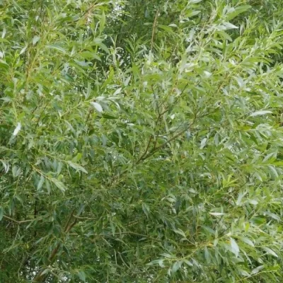 Ива ВИТЕЛЛИНА белая  — описание сорта Ива ВИТЕЛЛИНА белая  в Москве