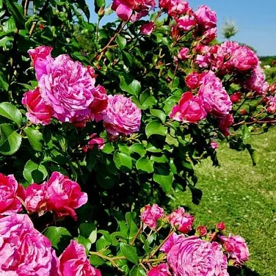 Саженцы роз ИНЕС САСТР плетистая  Саженцы роз ИНЕС САСТР плетистая в Москве