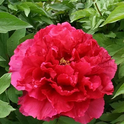 Пион АРОМАТНОЕ ВОСПОМИНАНИЕ древовидный в Москве