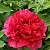 Пион АРОМАТНОЕ ВОСПОМИНАНИЕ древовидный в Москве