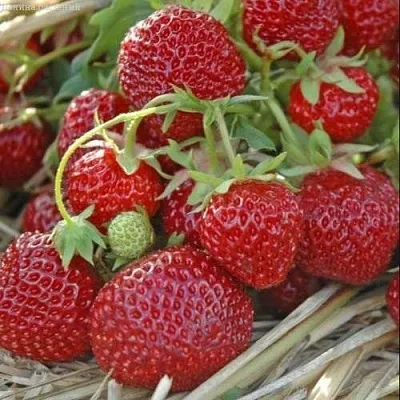 Клубника ЗЕНГА-ЗЕНГАНА  Клубника ЗЕНГА-ЗЕНГАНА в Москве