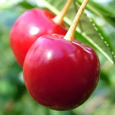 Вишня ЗАРАНКА в Москве