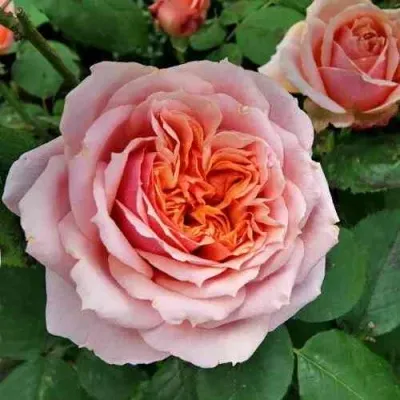 Саженцы роз ПОЛЬ БОКЮЗ шраб — описание сорта Саженцы роз ПОЛЬ БОКЮЗ шраб в Москве