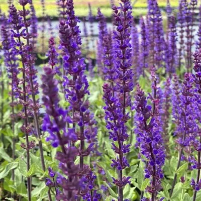 Шалфей КАРАДОННА КОМПАКТ дубравный — описание сорта Шалфей КАРАДОННА КОМПАКТ дубравный в Москве