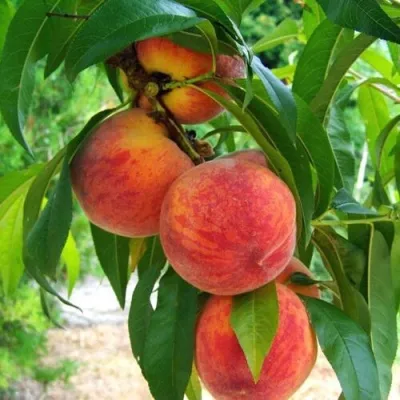 Персик ФРОСТ — описание сорта Персик ФРОСТ в Москве