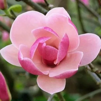 Магнолия РУСТИКА РУМБА — описание сорта Магнолия РУСТИКА РУМБА в Москве