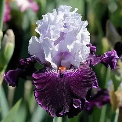 саженцы ириса