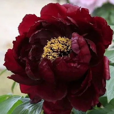 Пион ПОЛНОЧЬ древовидный в Москве