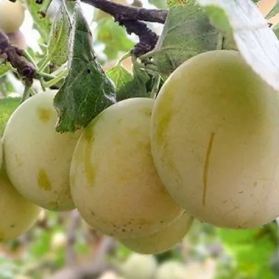 Слива УТРО — описание сорта Слива УТРО в Москве