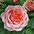 Саженцы роз ПОЛЬ БОКЮЗ шраб в Москве
