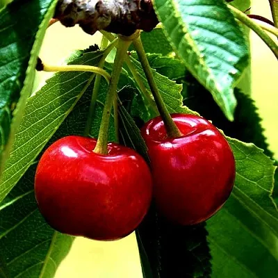 Вишня НИКА  Вишня НИКА в Москве